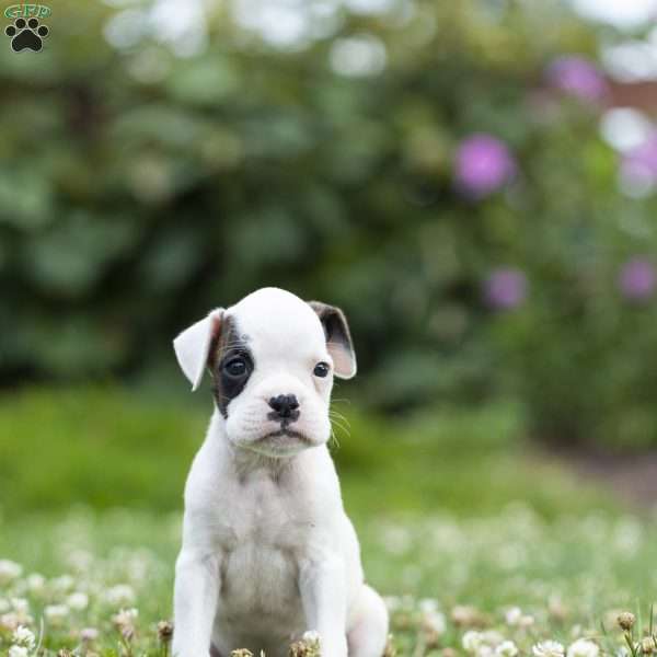 Buster, Boxer Puppy